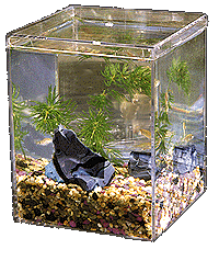 Fish Tank GIF